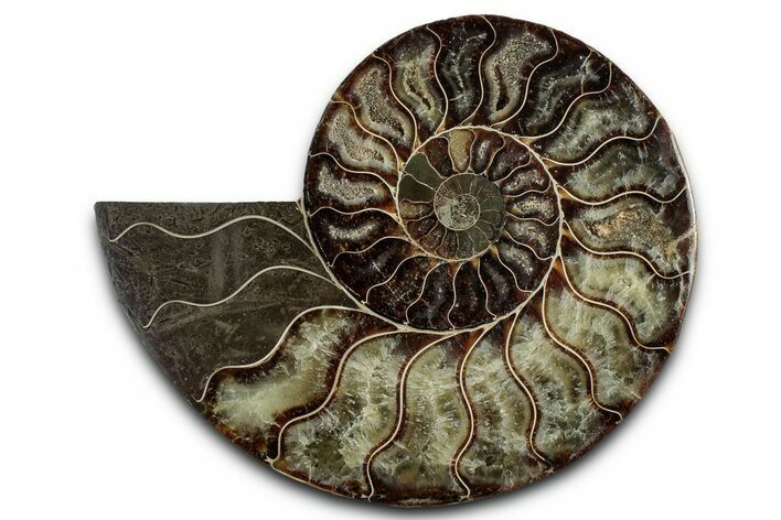 Cut & Polished Ammonite Fossil (Half) - Madagascar #336641
